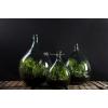 Terrarium fles L 35L 40x40x55 cm mini ecosysteem